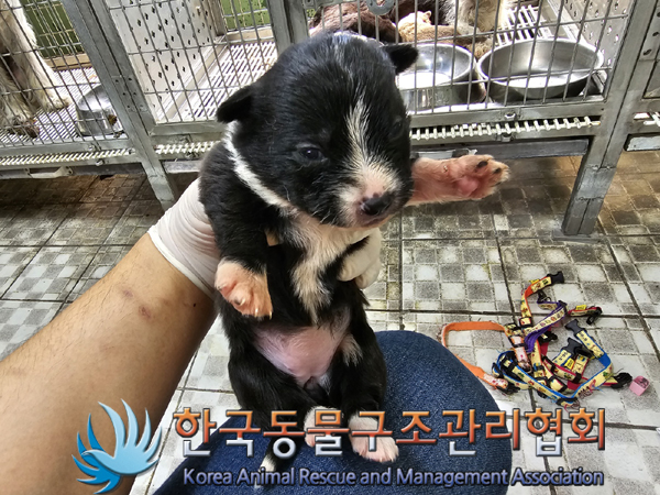 한국동물구조관리협회_441560202300499